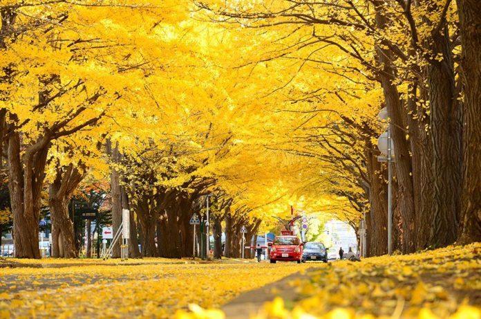 The yellow ginkgo leaves made for a great scene as you walk down the main street