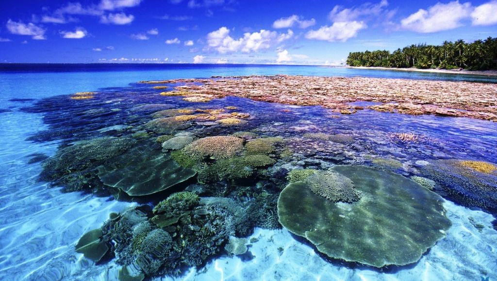 Coral Island 1
