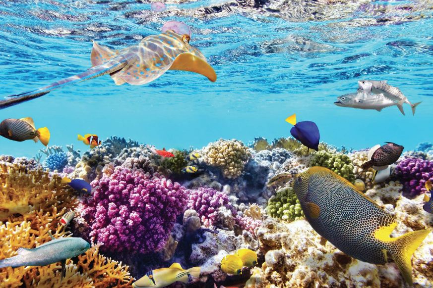 Coral Island 1