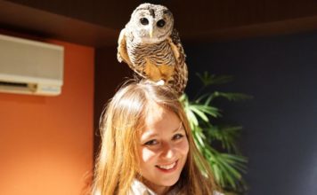 Visiting Owl Shrine Café, Tokyo — Healing the soul by cuteness Owl Shrine Asakusa tokyo (1)