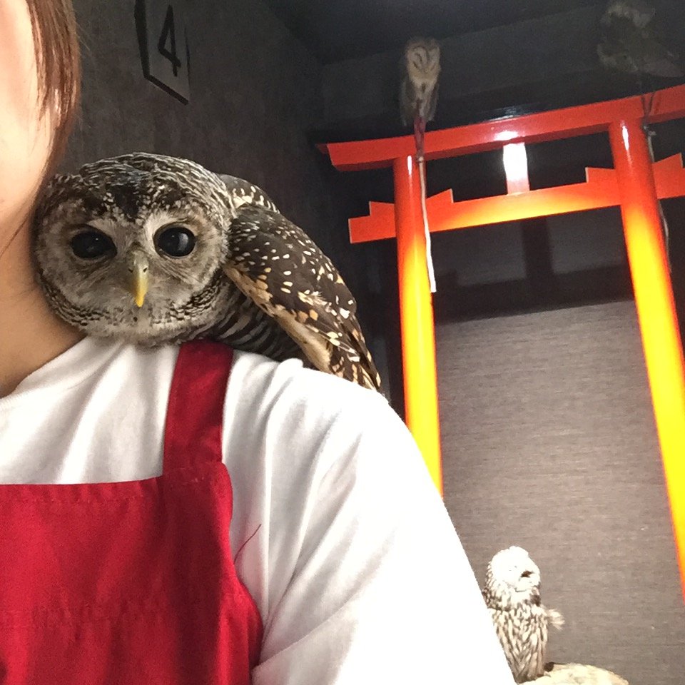 Owl Shrine Asakusa tokyo (1)