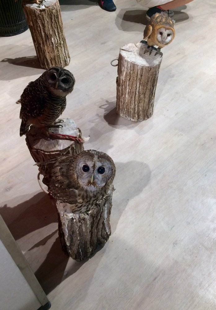 Owl Shrine Asakusa tokyo (1)