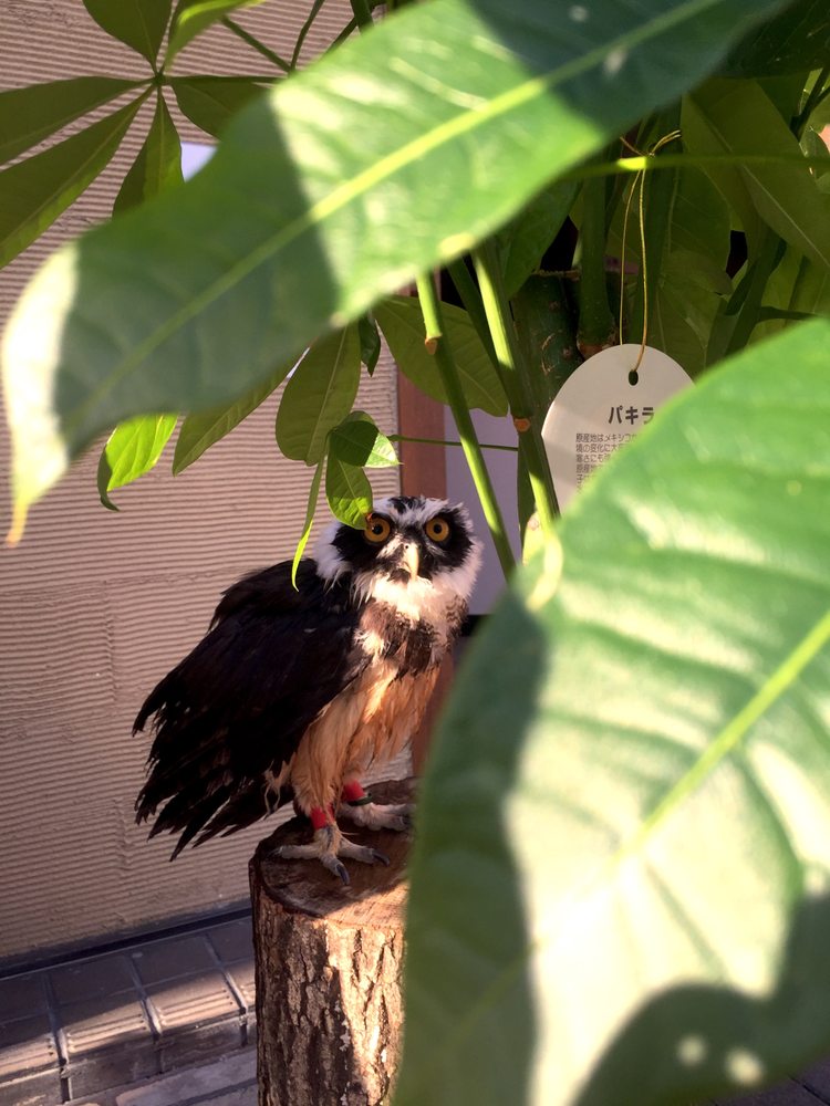 Owl Shrine Asakusa tokyo (1)