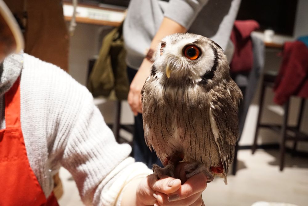 Owl Shrine Asakusa tokyo (1)