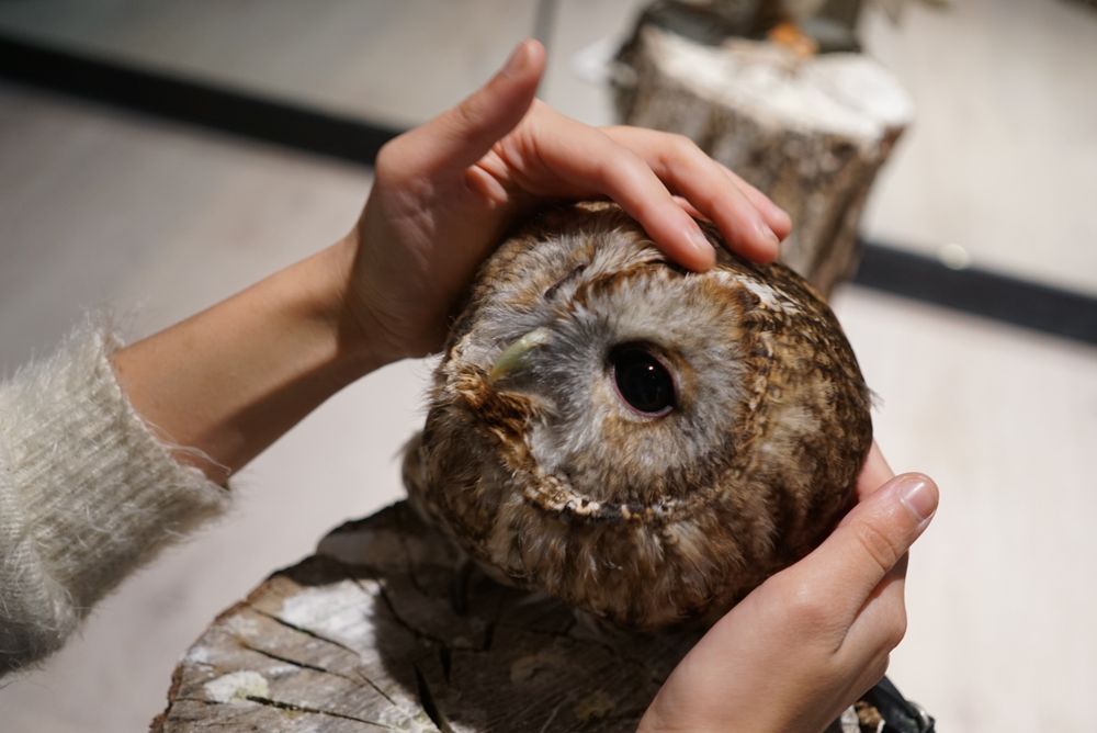 Owl Shrine Asakusa tokyo (1)