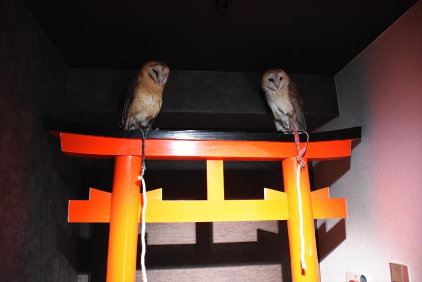 Owl Shrine Asakusa tokyo (1)