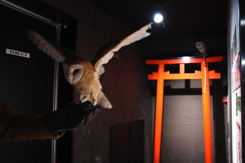 Owl Shrine Asakusa tokyo (1)