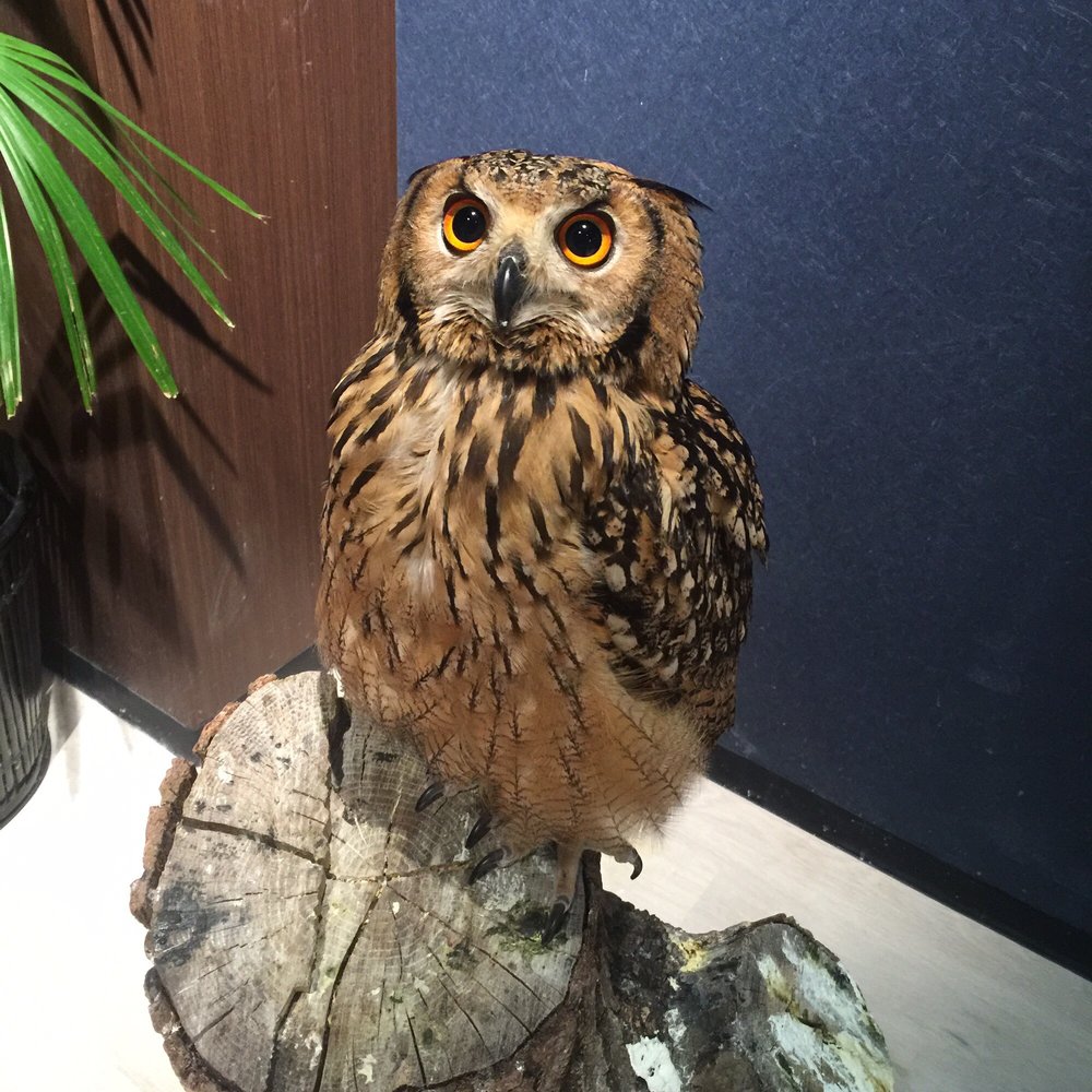 Owl Shrine Asakusa tokyo (1)