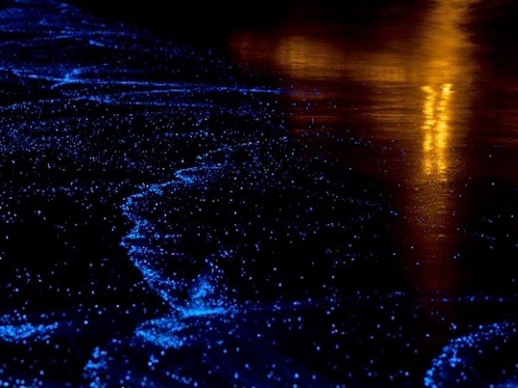 glowing fish1