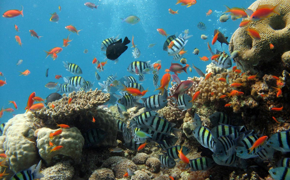 sealife-at-the-similan-islands