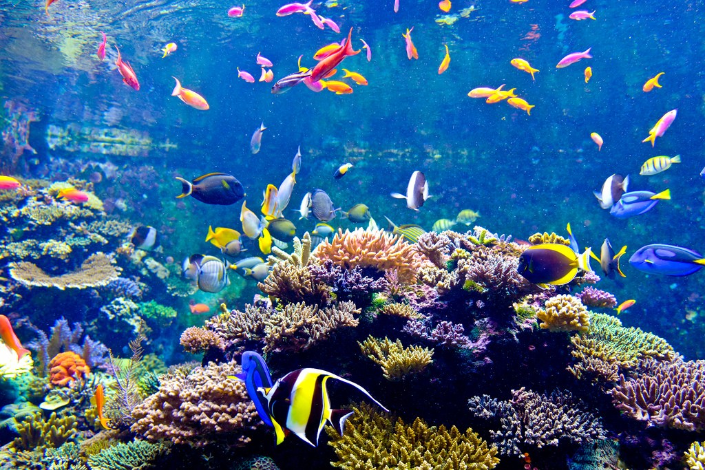 The SEA Aquarium