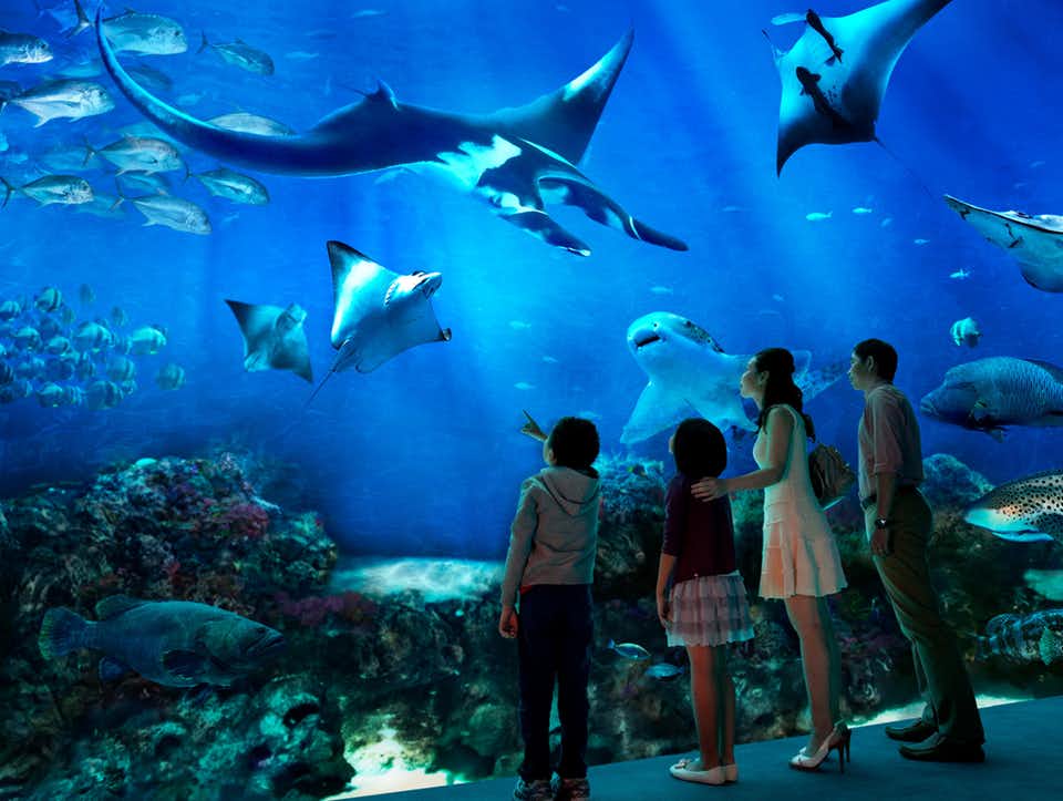 The SEA Aquarium3