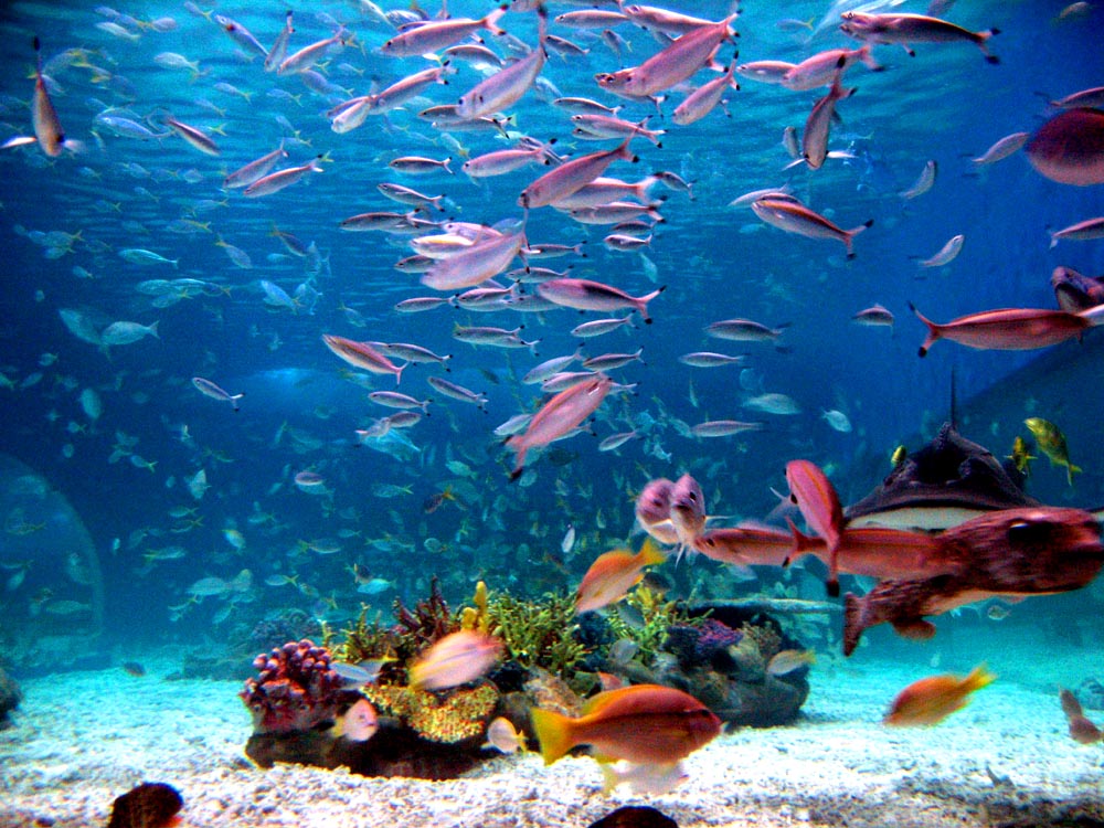 The SEA Aquarium5
