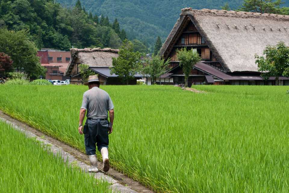 A farmer walking along rice