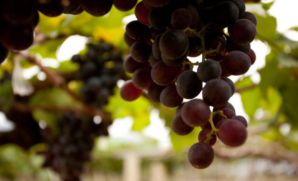 PB Valley Khao Yai Winery