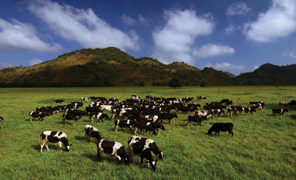 Farm Chokchai Foto: khao yai travel guide blog.