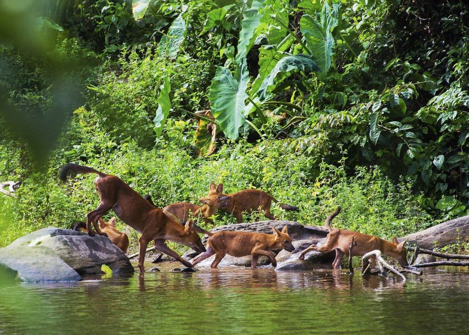 khao yai national park