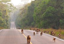 Khao Yai travel blog — Best places to visit & top things to do in Khao Yai, Thailand khao yai thailand 2