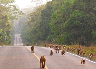 khao yai thailand 2