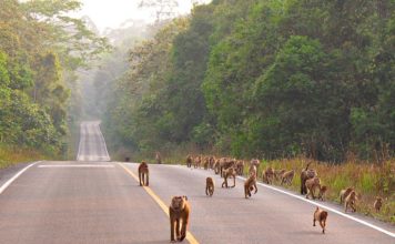 khao yai thailand 2