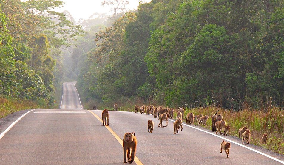 khao yai thailand 2