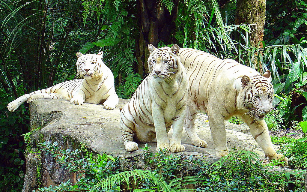Siberian white tigers Photo by: Singapore Zoo tips blog.
