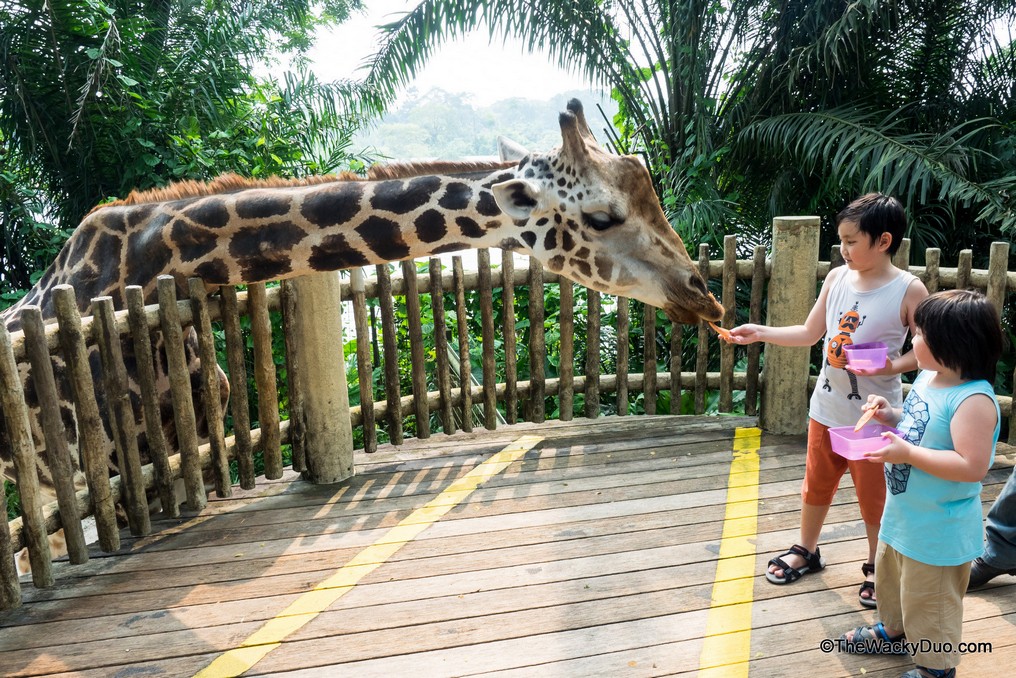 The singapore zoo1
