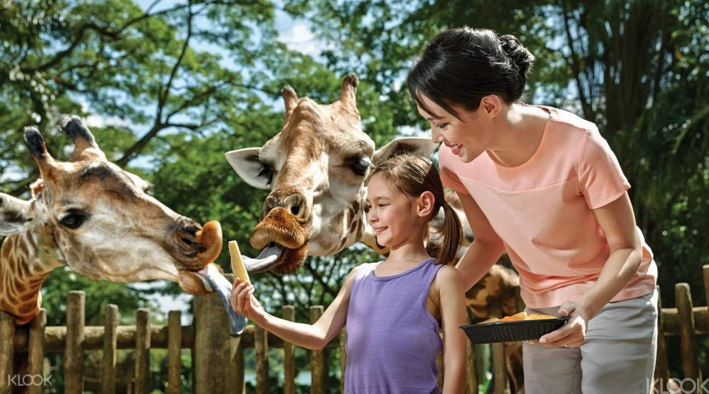 The singapore zoo1