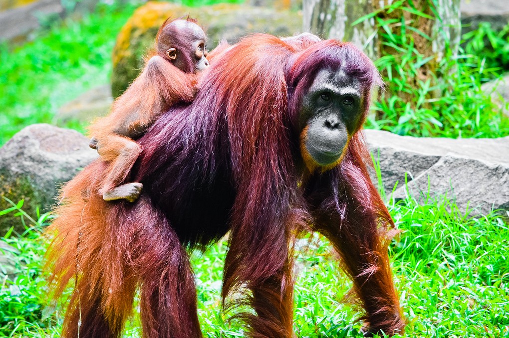 The singapore zoo7