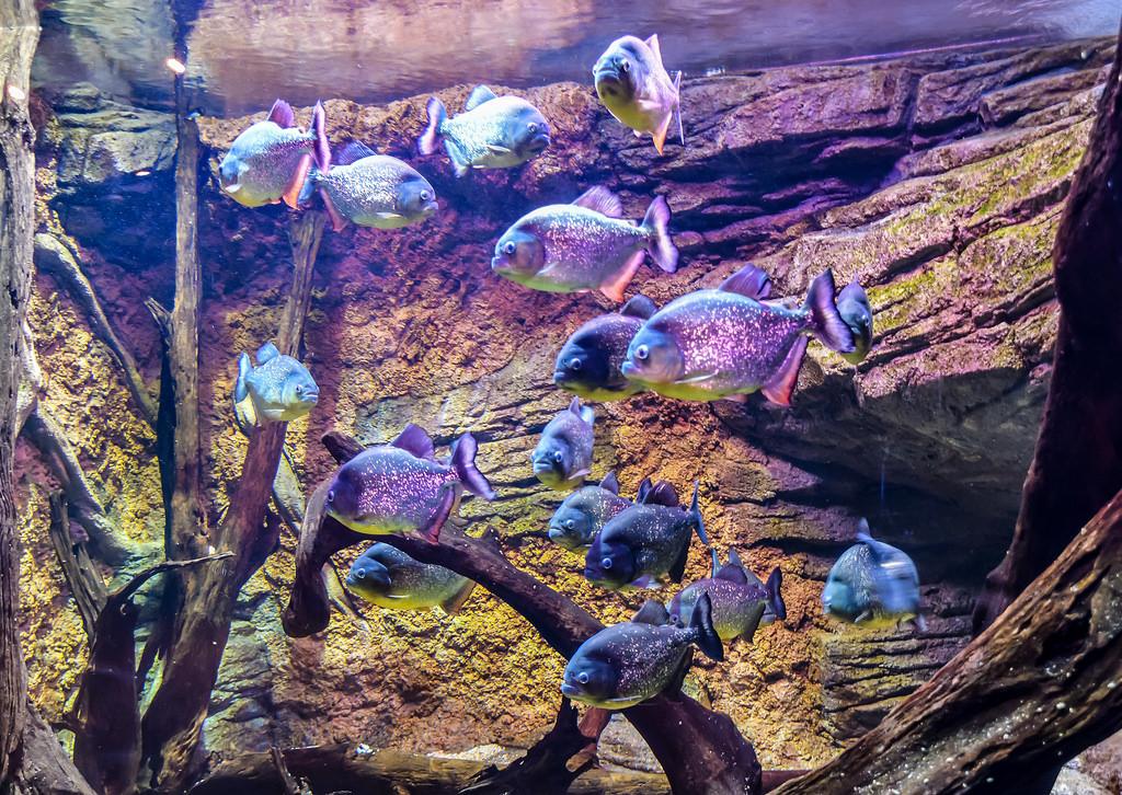 pirana fish