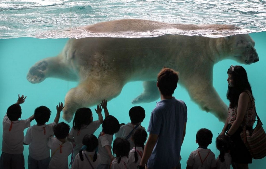 polar bears