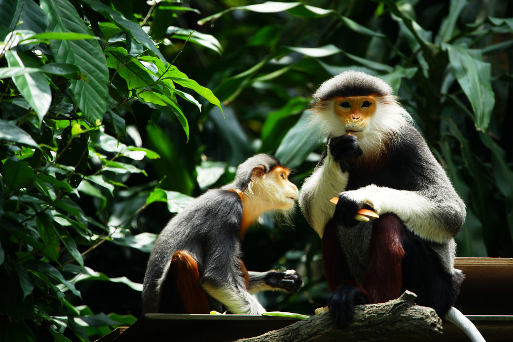Image by: Singapore Zoo travel tips blog.