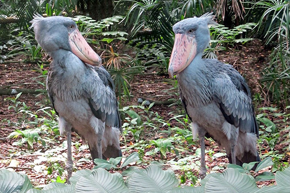 Image by: Singapore Zoo travel tips blog.
