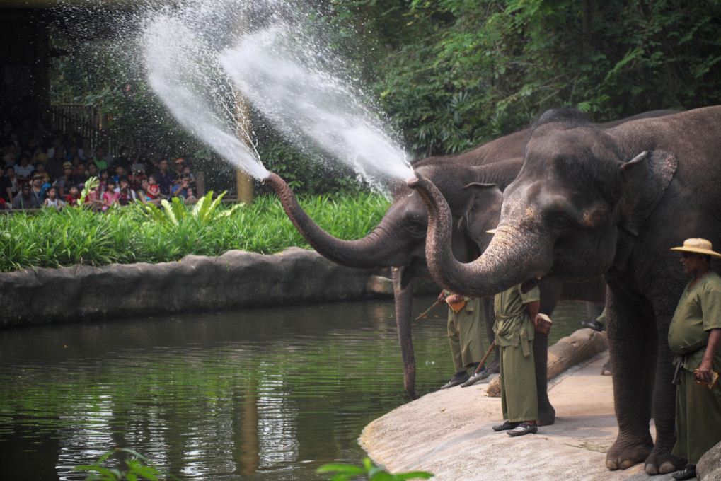 Singapore_Zoo 4