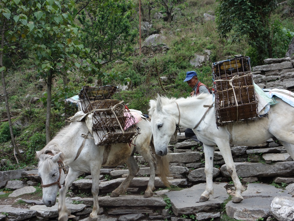 trekking-Poon-Hill-Nepal-9 poon hill trekking poon hill trek 4 days poon hill itinerary