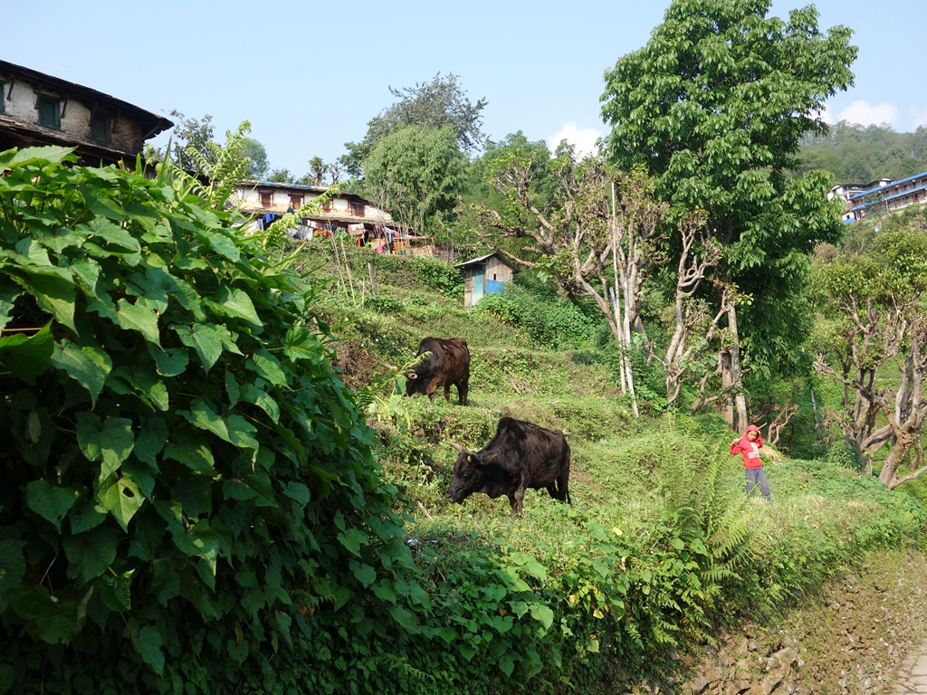 trekking-Poon-Hill-Nepal43