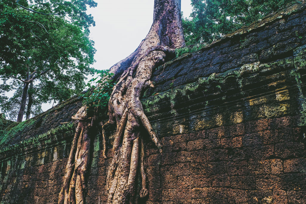 ta-prohm-temple