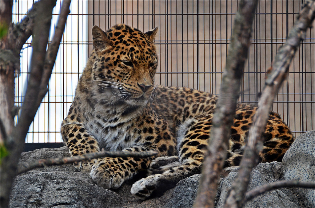 Asahiyama zoo-hokkaido-japan4