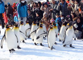 The keepers walk the penguins twice a day around a fixed course through the zoo.