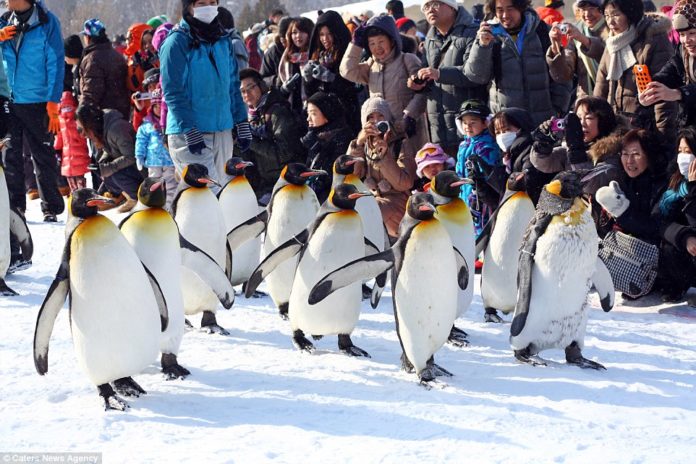 The keepers walk the penguins twice a day around a fixed course through the zoo.