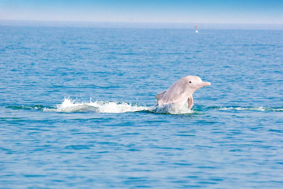 tai o dolphin