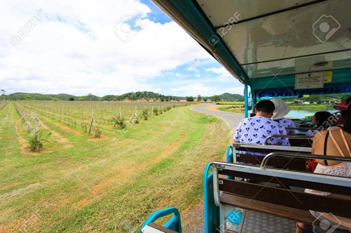 49013333-silver-lake-vineyard-pattaya-thailand