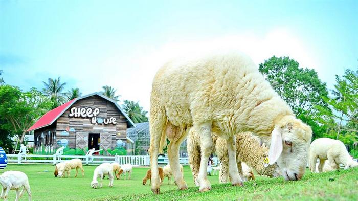 ATT_PYX_Sheepfarm_04