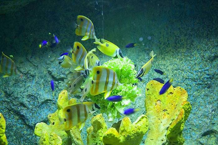 UnderwaterWorldPattaya3