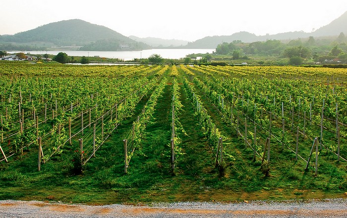 Young grape vines at Silverlake