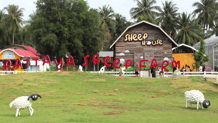 pattaya sheep farm 2