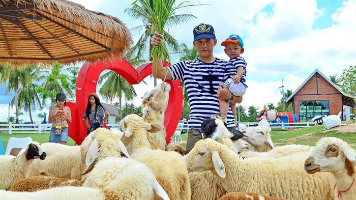 pattaya sheep farm 24