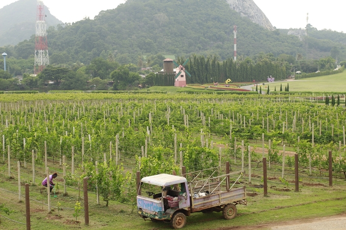 silverlake grape farm 3