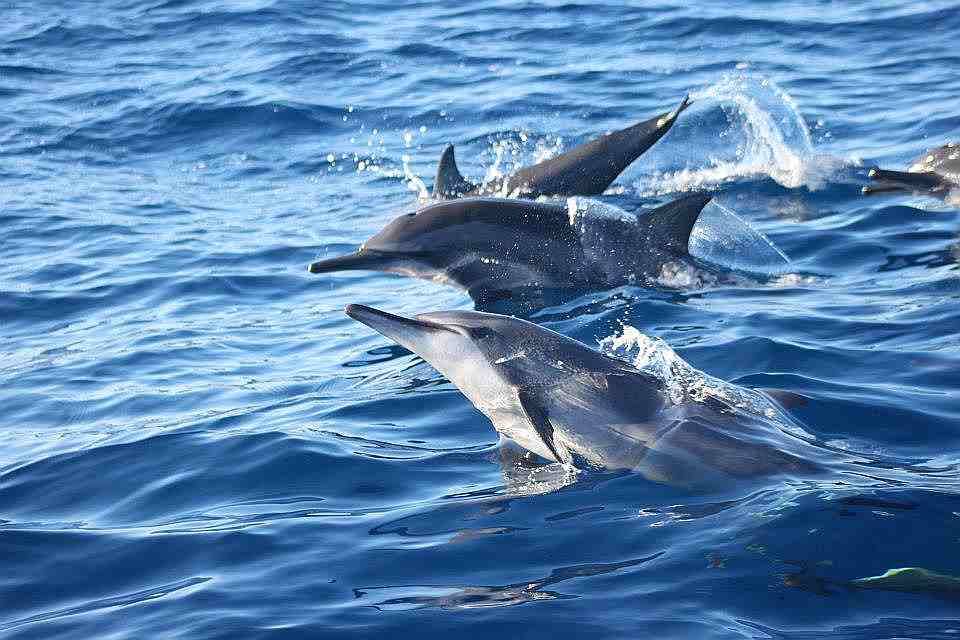 Panglao dolphin bohol travel blog bohol travel guide bohol activities things to do in bohol island