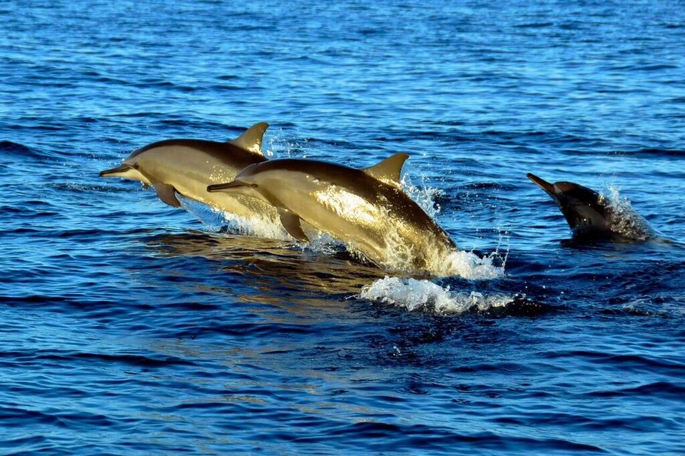 Panglao dolphin1